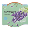 Grow a gift - Lavendel