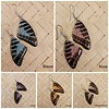 (Echte) vlinder oorbellen - Beauty Butterfly - (Diverse kleuren)