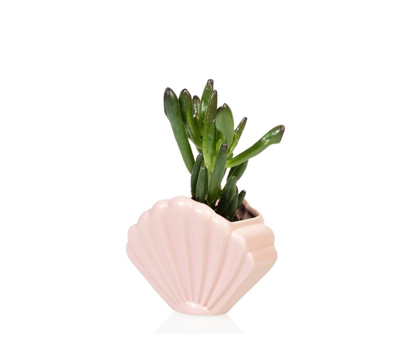 Bitten - Shell Planter Small - Pink