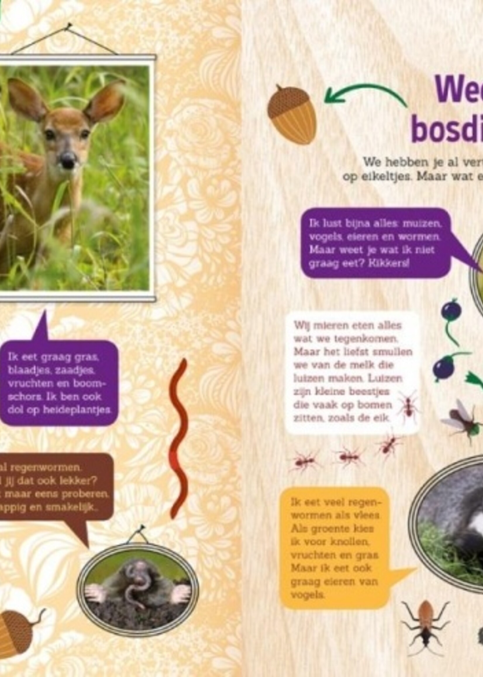 Zaklampboek - speuren in het bos