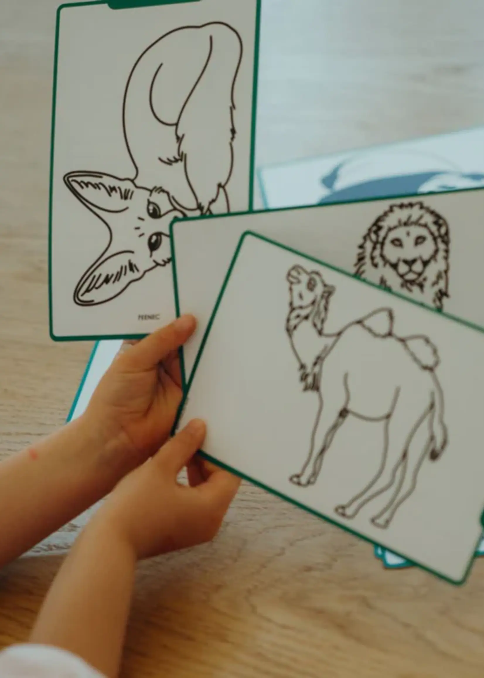 Kidywolf Kidywolf - Kidydraw - Animals around the world