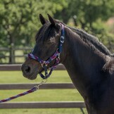 Red Horse Halsterset - Black