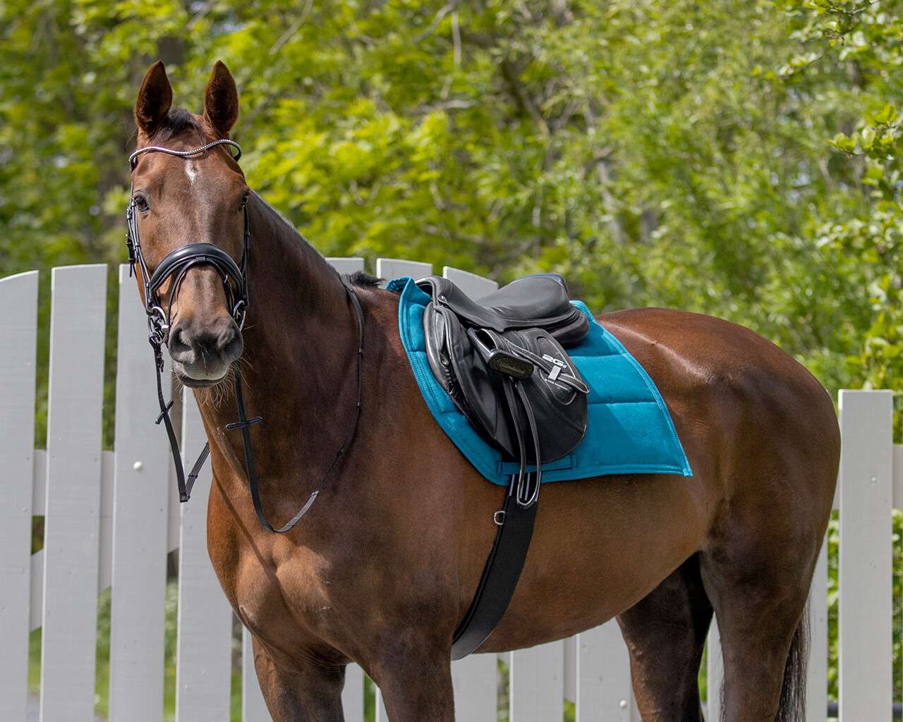 QHP Veelzijdigheidssingel Anatomical - Zwart