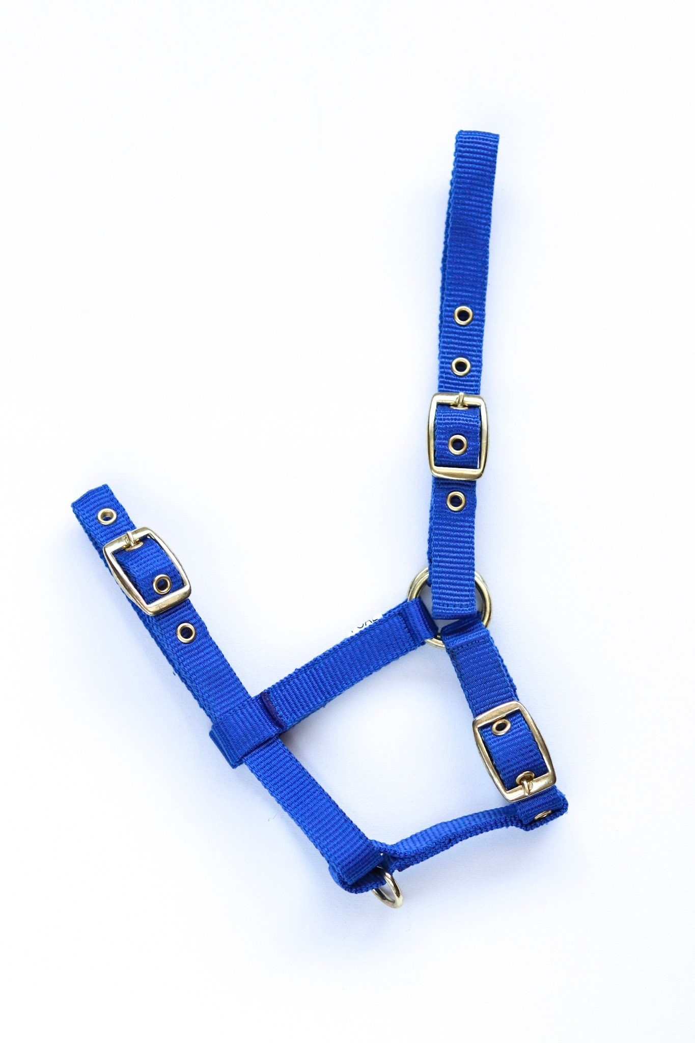 Nylon Veulenhalster - Royal Blue
