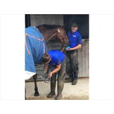 Horslyx Original Mini - 650 gram