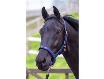 Harry's Horse Halster Bit - Navy