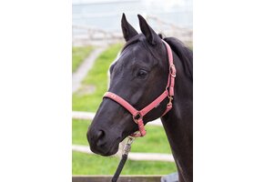 Harry's Horse Halster Bit - Roze - Maat Full