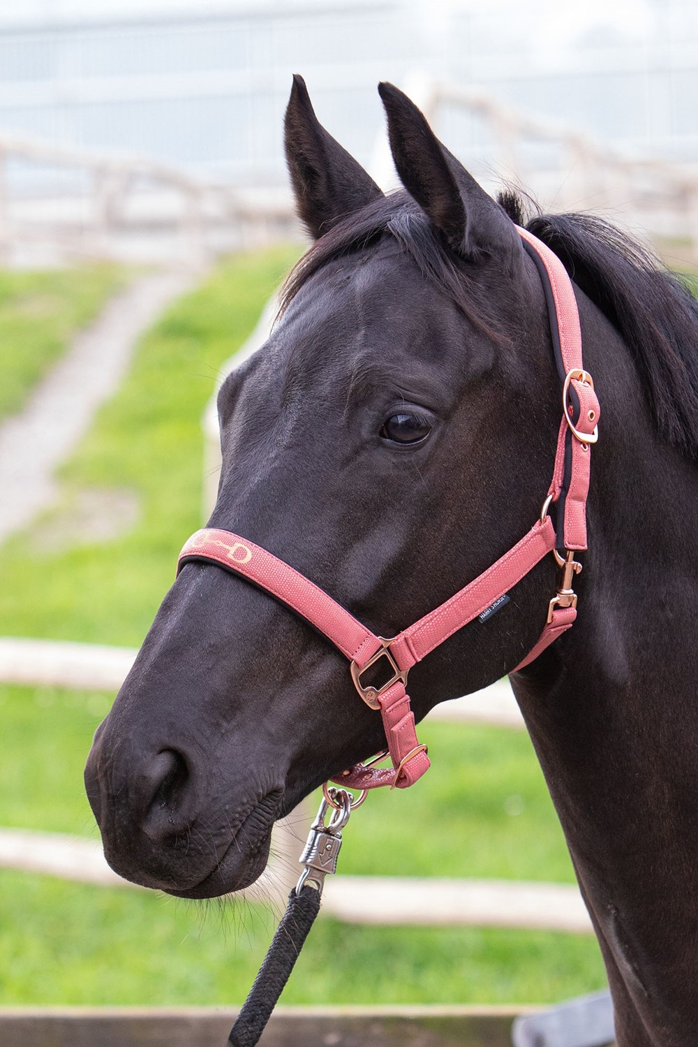 Harry's Horse Halster Bit - Roze