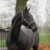 Horka Halsterset Deluxe - Night Shade