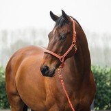 Horka Halsterset Deluxe - Ginger