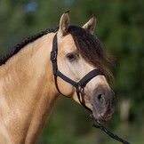 Imperial Riding Halster Sparkle - Zwart