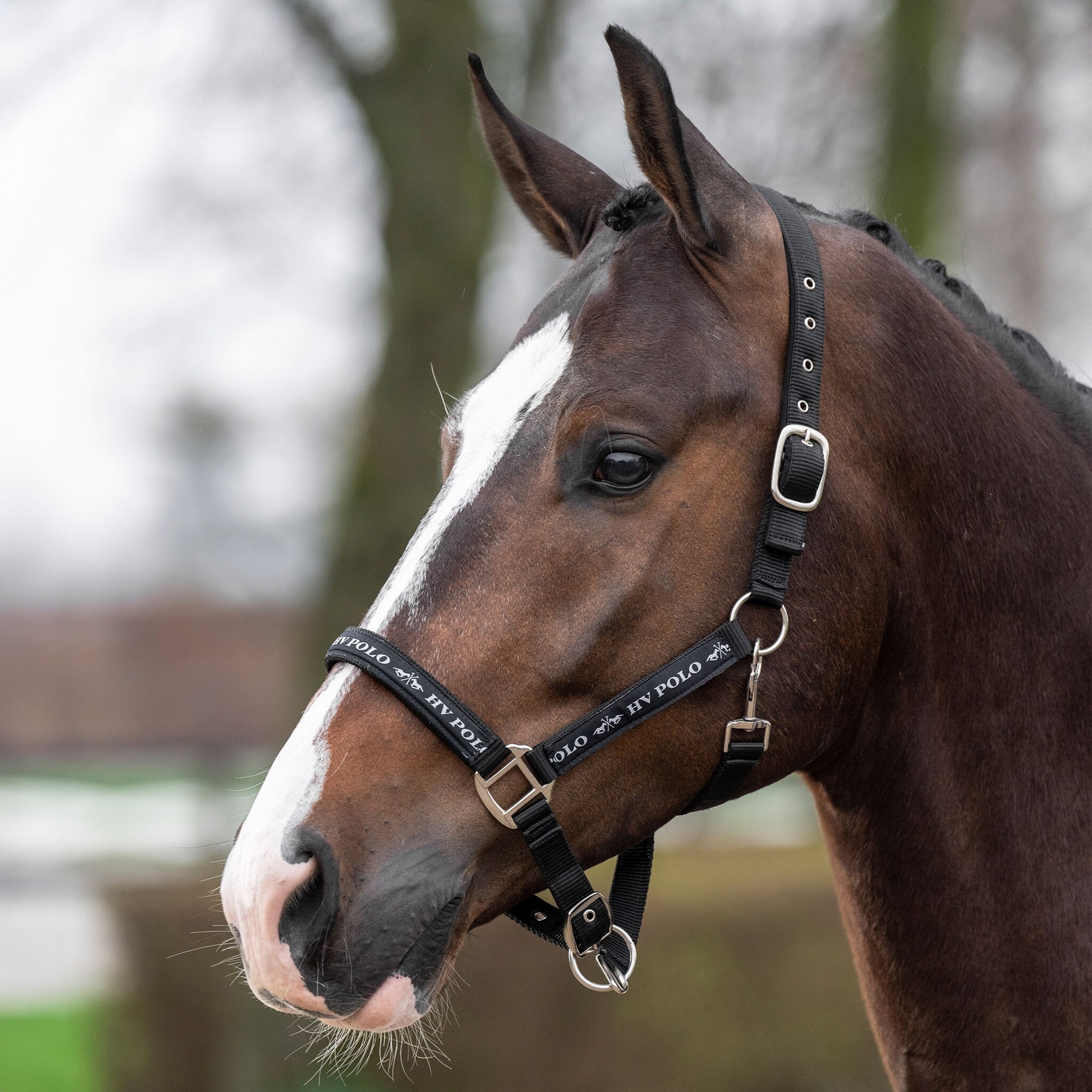 HV Polo Halster Nena - Zwart