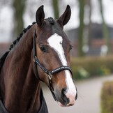 HV Polo Halster Nena - Zwart