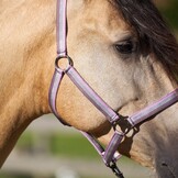 Imperial Riding Halster Economic - Ballerina