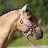 Imperial Riding Halster Economic - Ballerina