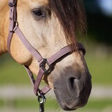 Imperial Riding Halster Classic Sport - Marble