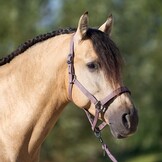 Imperial Riding Halster Classic Sport - Marble