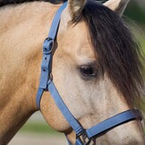 Imperial Riding Halster  Classic Sport - Moonstone