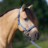 Imperial Riding Halster  Classic Sport - Moonstone