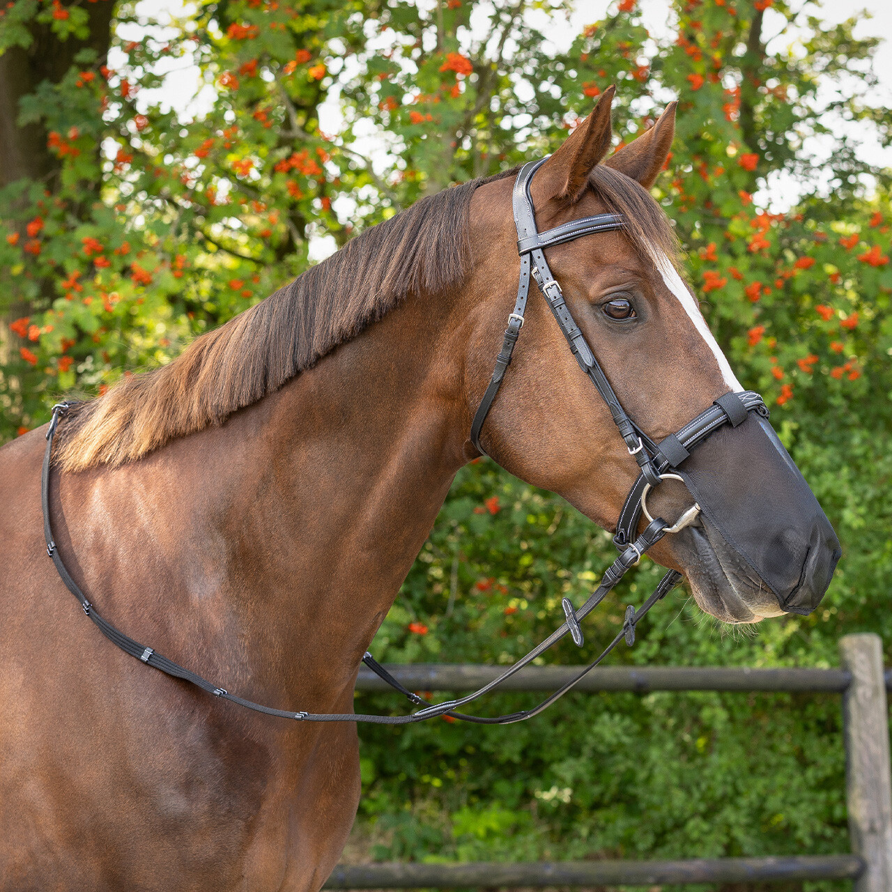 QHP Neusnetje - Zwart