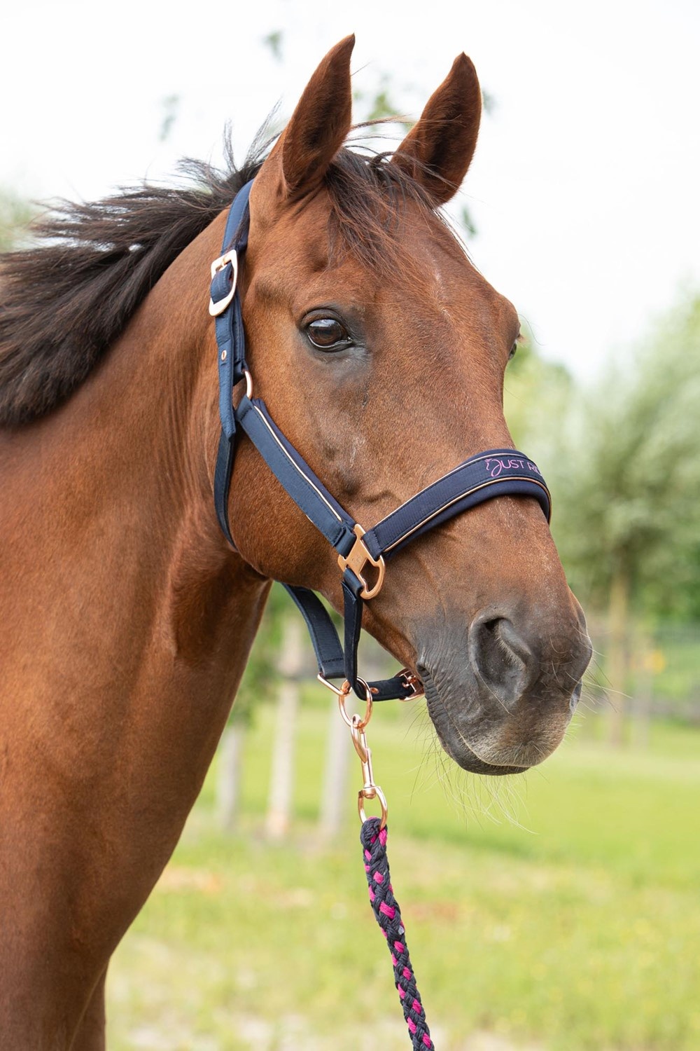 Harry's Horse Halsterset Just Ride NightSky - Navy
