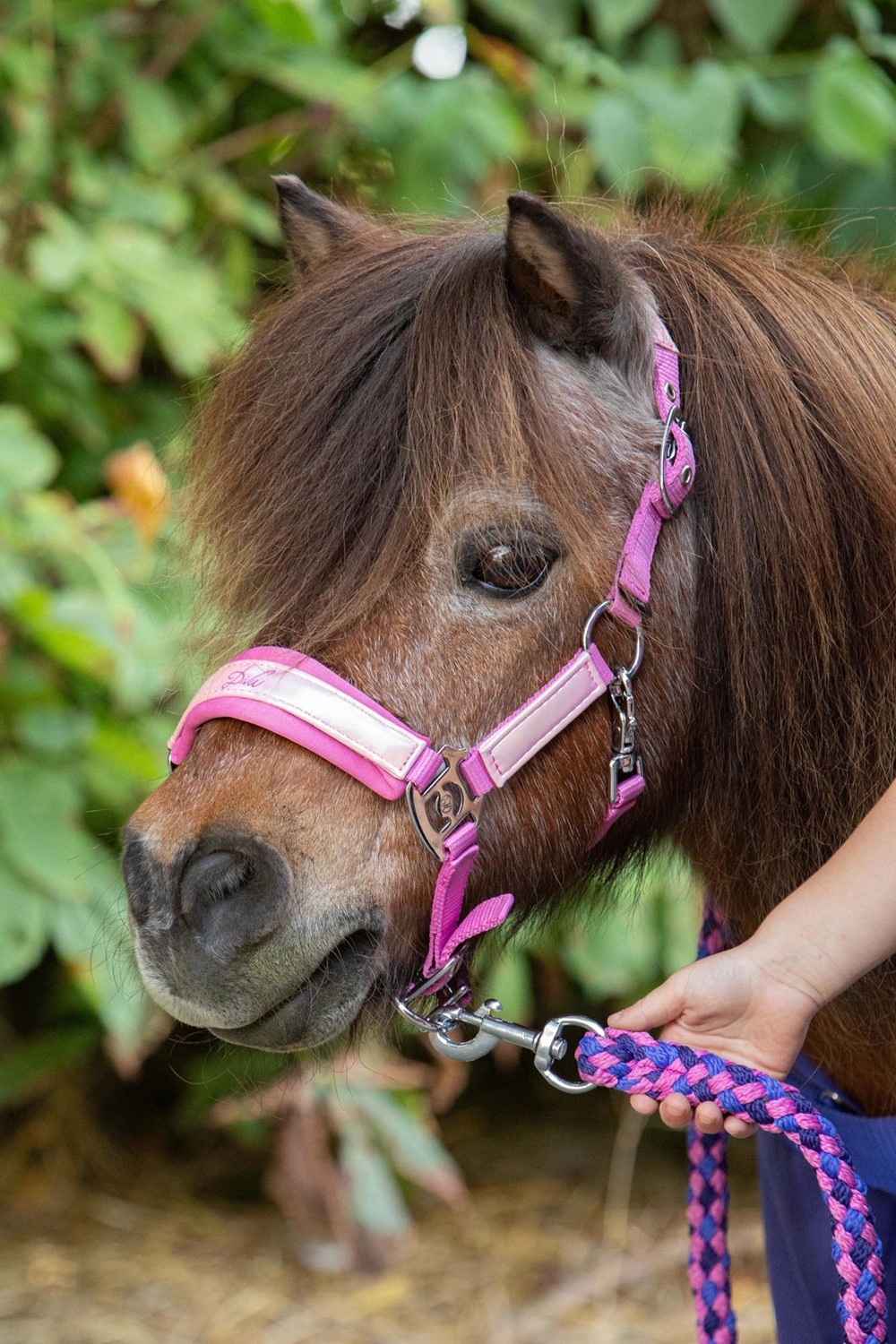 Harry's Horse Halsterset Diva Violet - Cyclamen