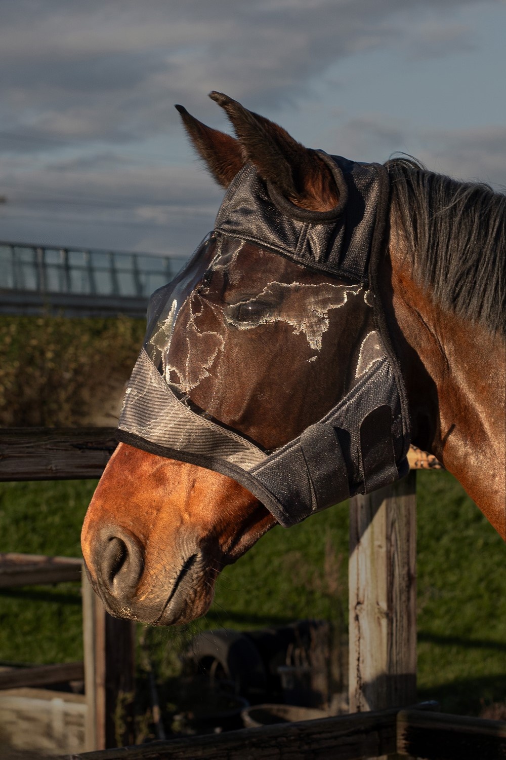 Harry's Horse Vliegenmasker Flyshield zonder oren - Zwart