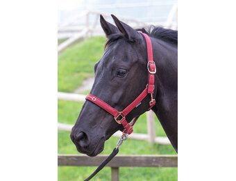 Harry's Horse Halster Bit - Bordeaux
