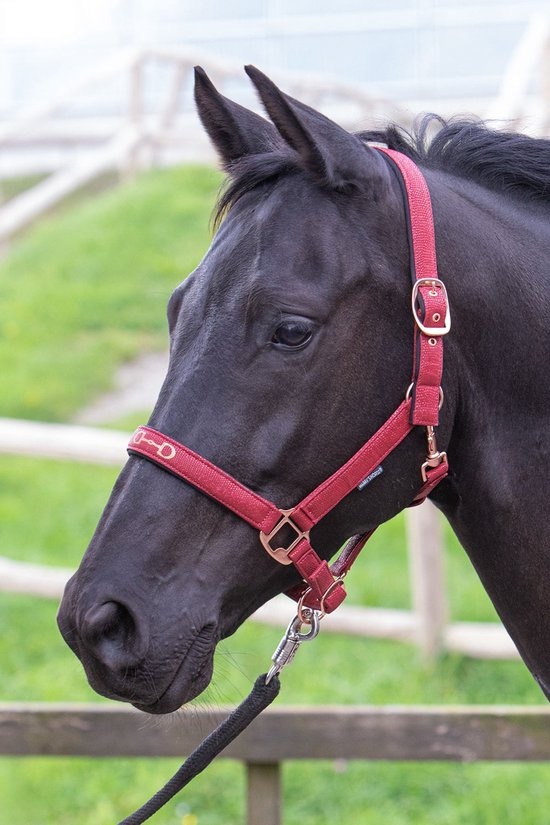 Harry's Horse Halster Bit - Bordeaux