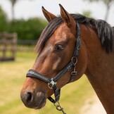 Harry's Horse Halsterset Equestrian Society - Black Sand