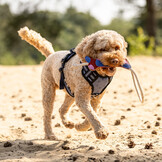 QHP Hondenspeelgoed Collection