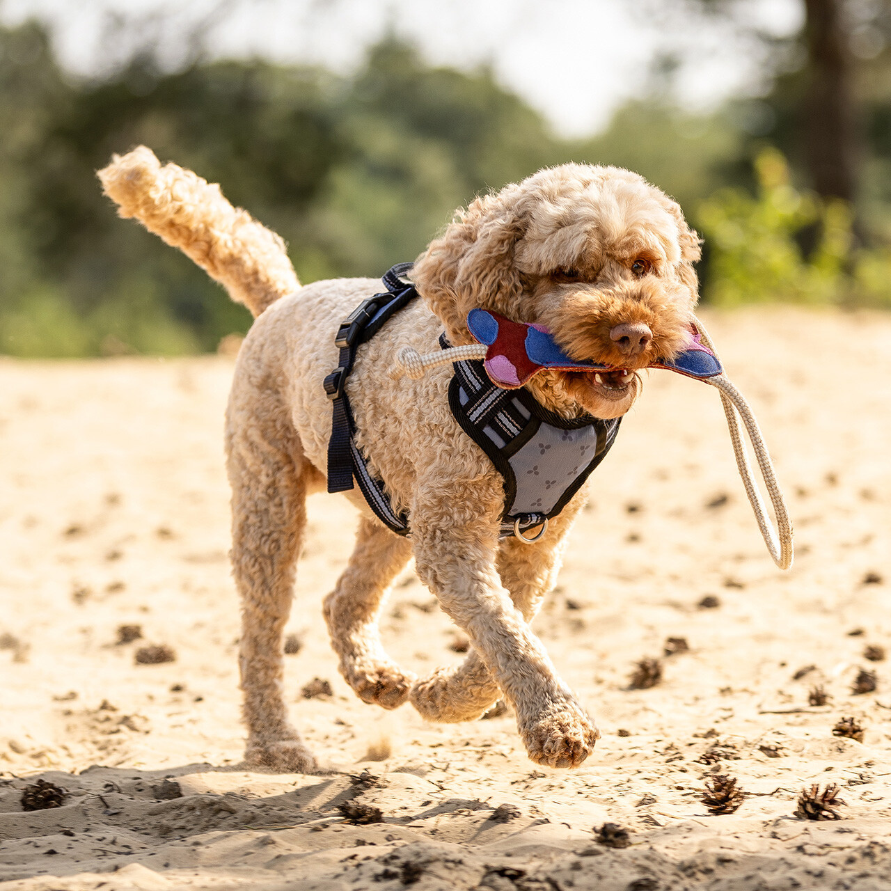 QHP Hondenspeelgoed Collection