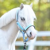 HV Polo Halster HVPNena - Powder Blue