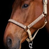 HV Polo Halster HVPNena - Tan