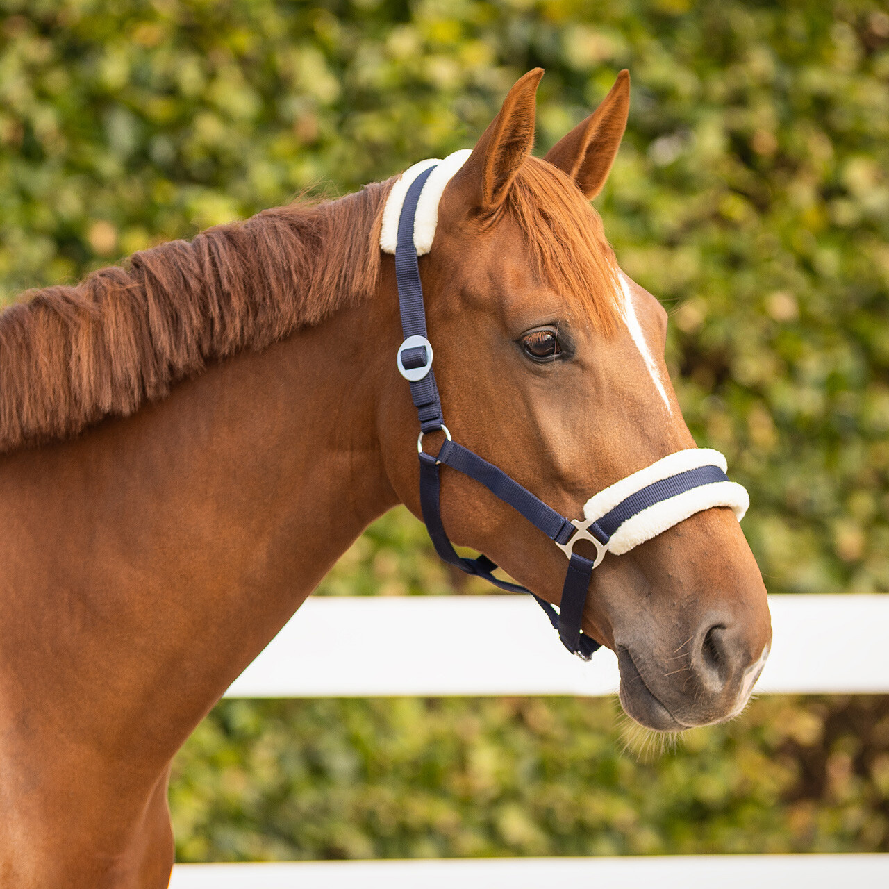 QHP Halster Cali Navy