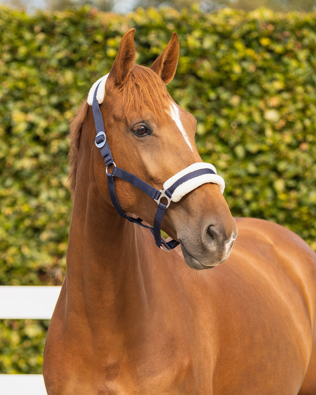 QHP Halster Cali Navy