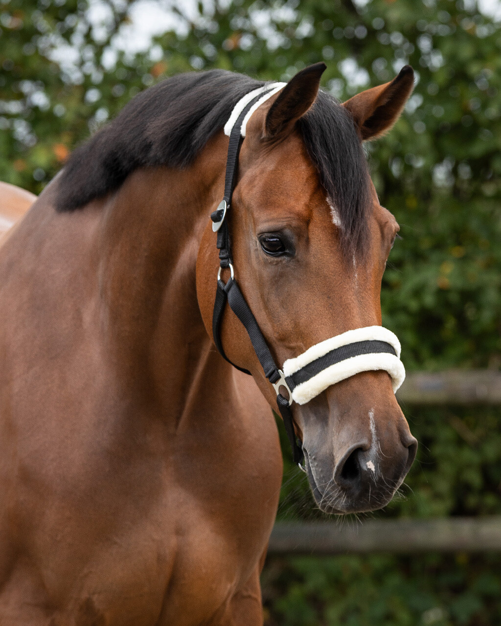 QHP Halster Cali Navy
