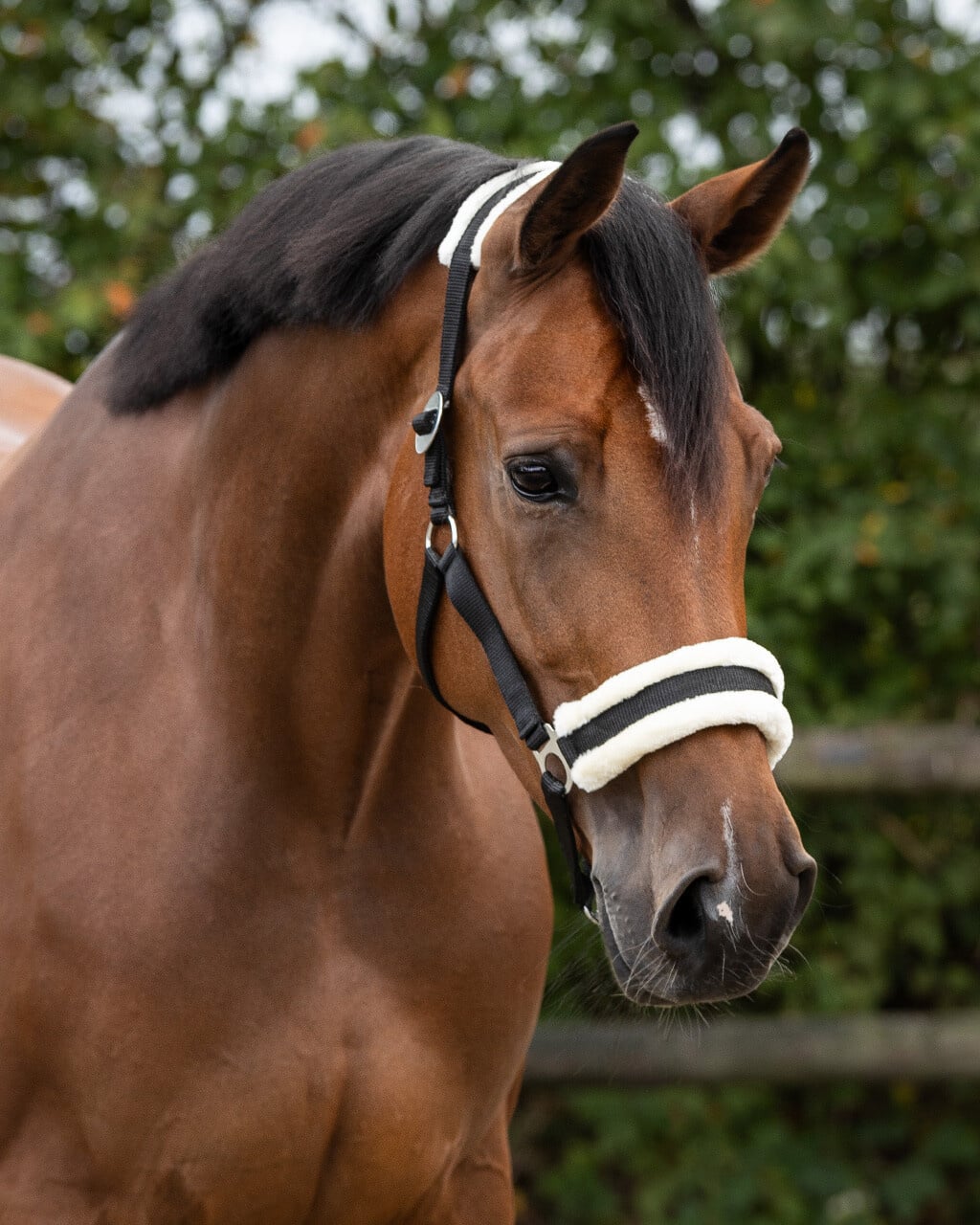 QHP Halster Cali - Zwart
