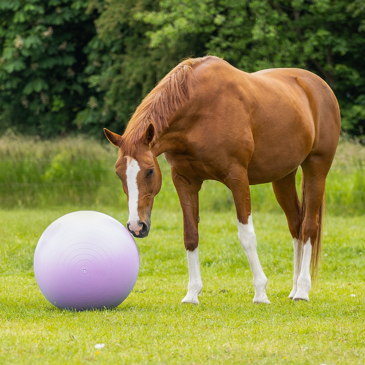 QHP Paardenvoetbal Two-Tone - Paars