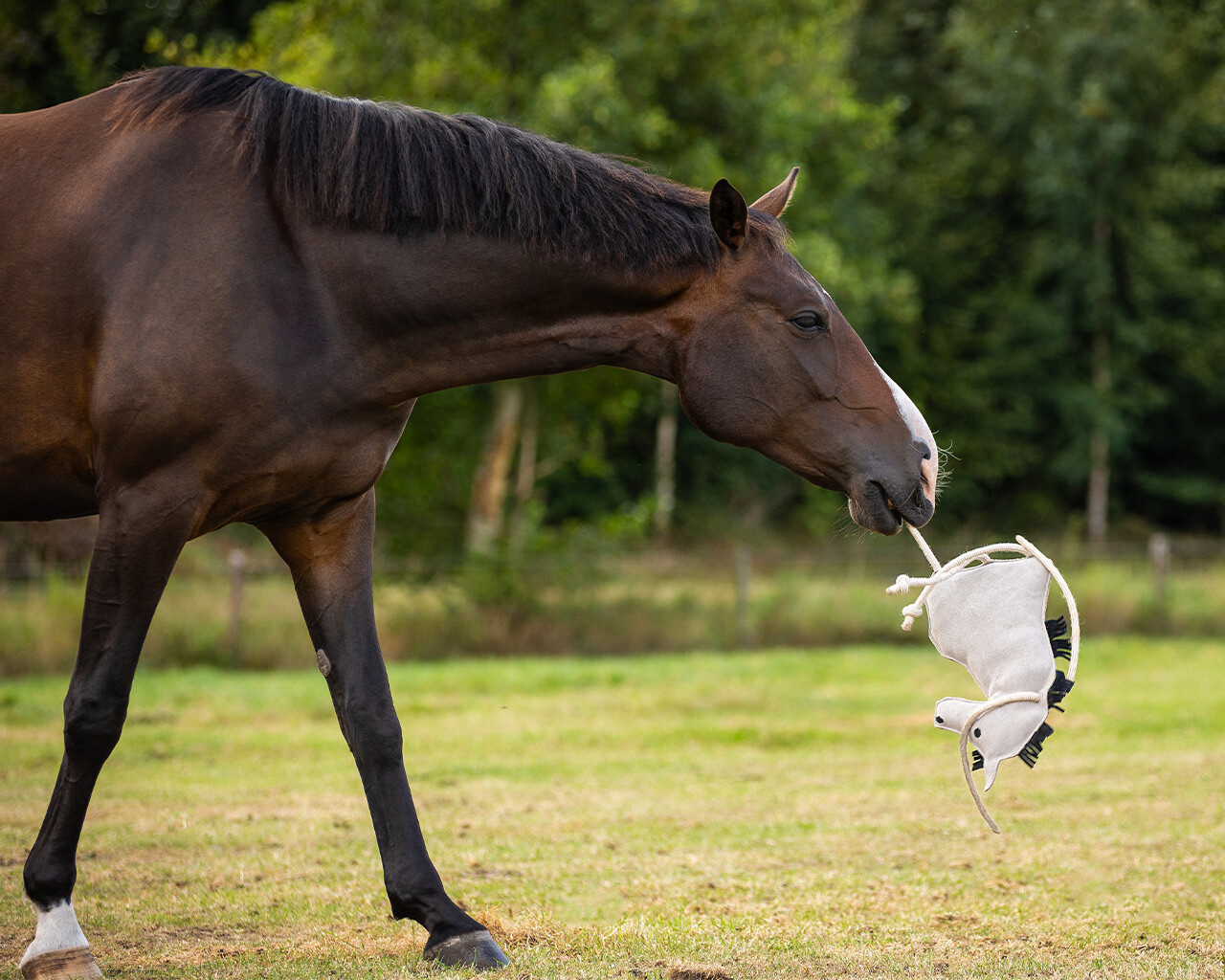 QHP Stalmaatje Paard