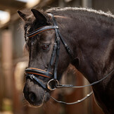 Harry's Horse Hoofdstel STOUT! Maverick - Zwart