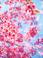 Tuinposter Cherry Blossom Tree - Kersenbloesem boom