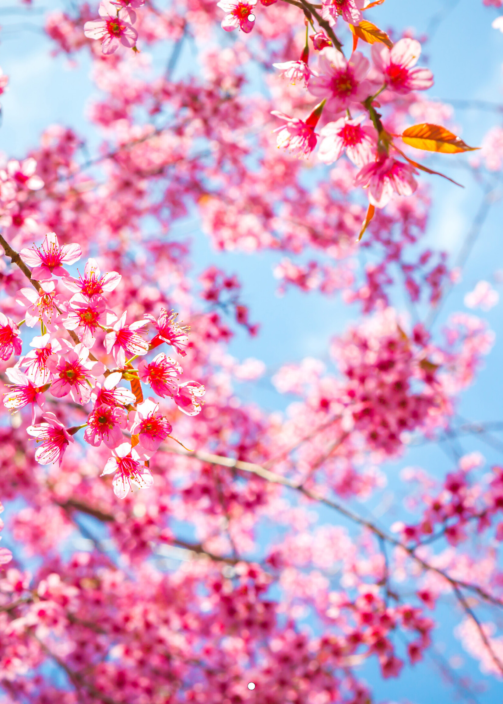 Tuinposter Cherry Blossom Tree - Kersenbloesem boom - Liggend - Landscape
