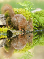 Tuinposter Eekhoorn bij water