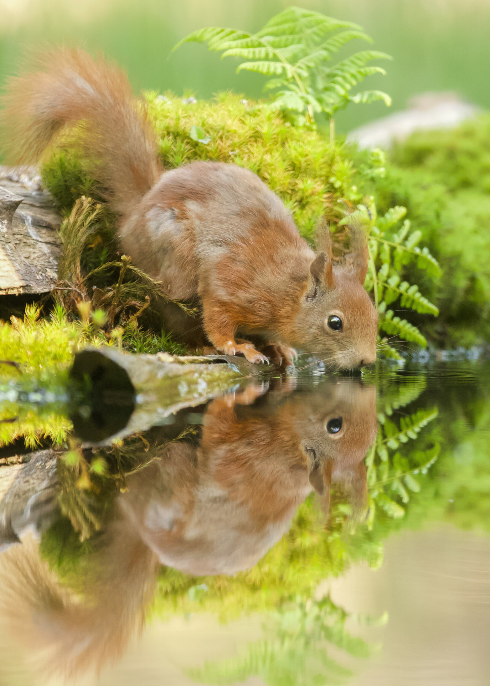 Tuinposter Eekhoorn bij water