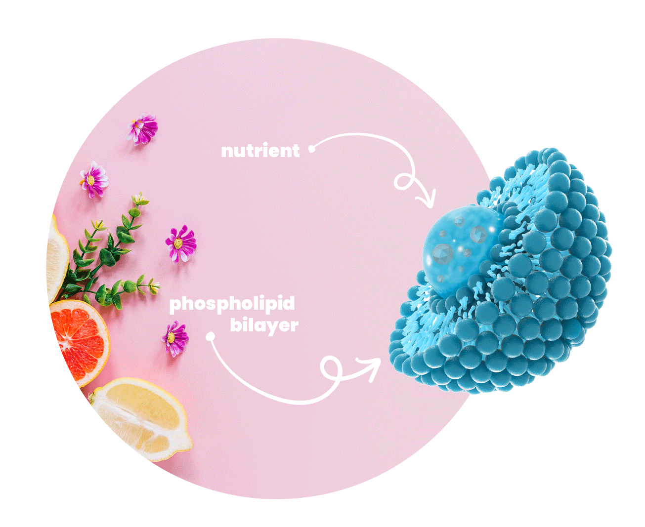 What is a liposome