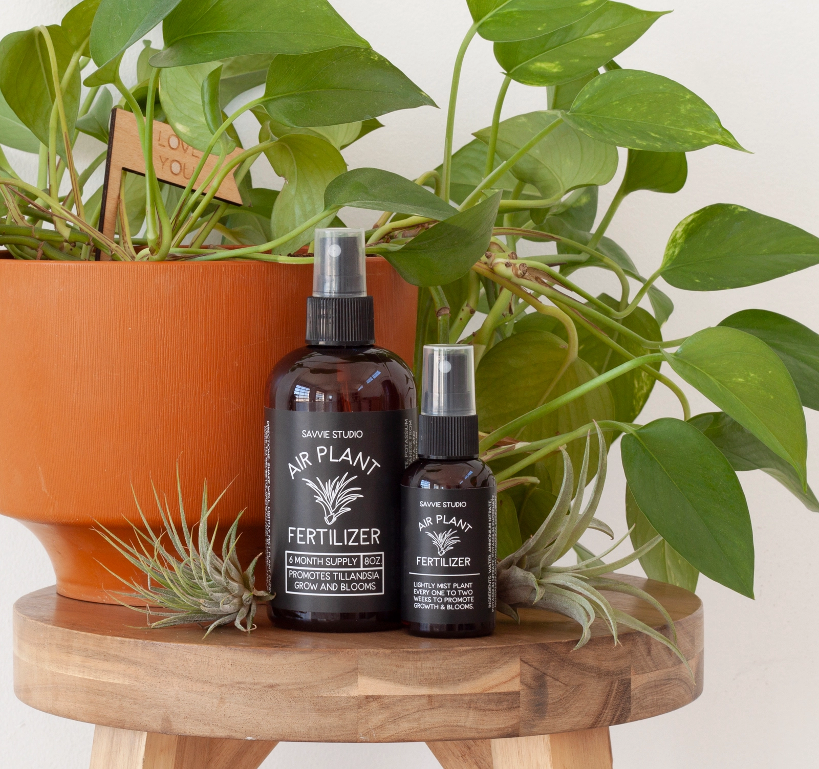 Dünger für Luftpflanzen