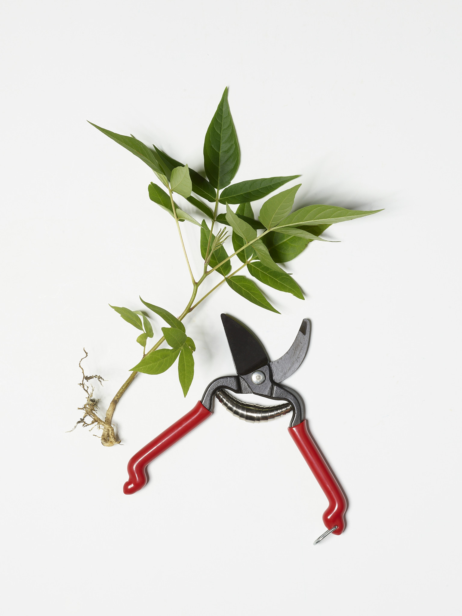 Kleine Blumenschere Stecklingschere