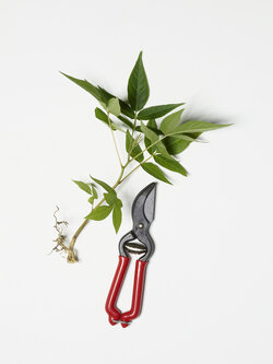 Kleine Blumenschere Stecklingschere