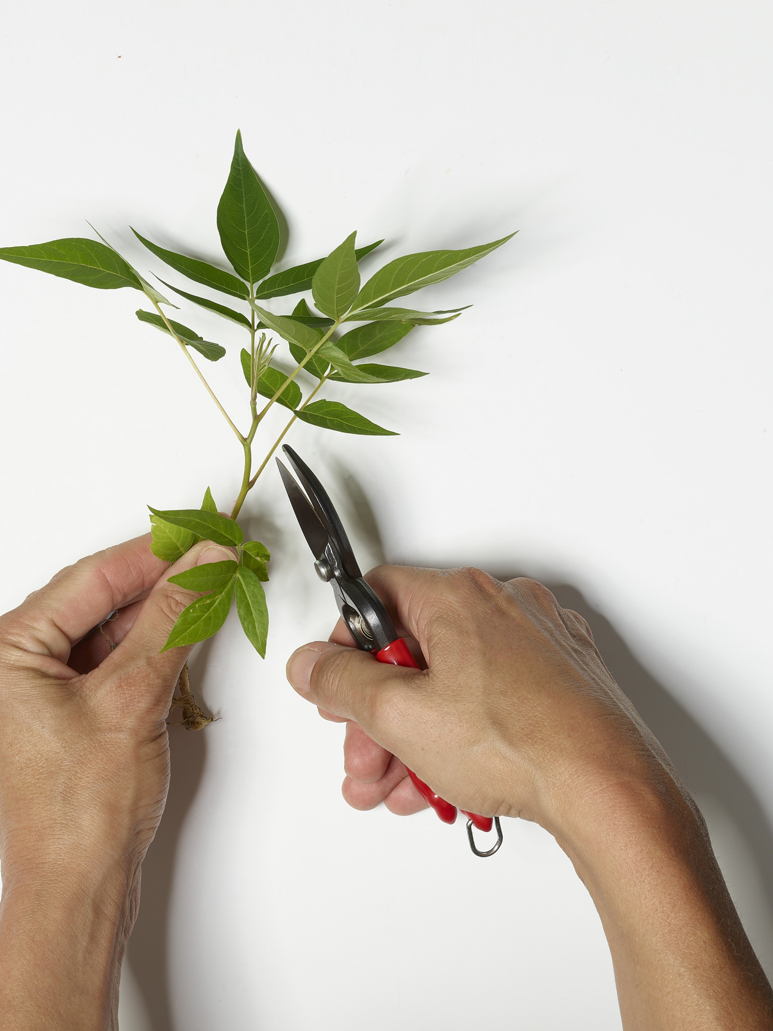 Kleine Blumenschere Stecklingschere